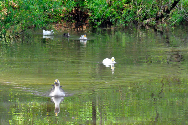 here comes the ducks